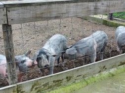 Porcos em estudo na EPAMAC