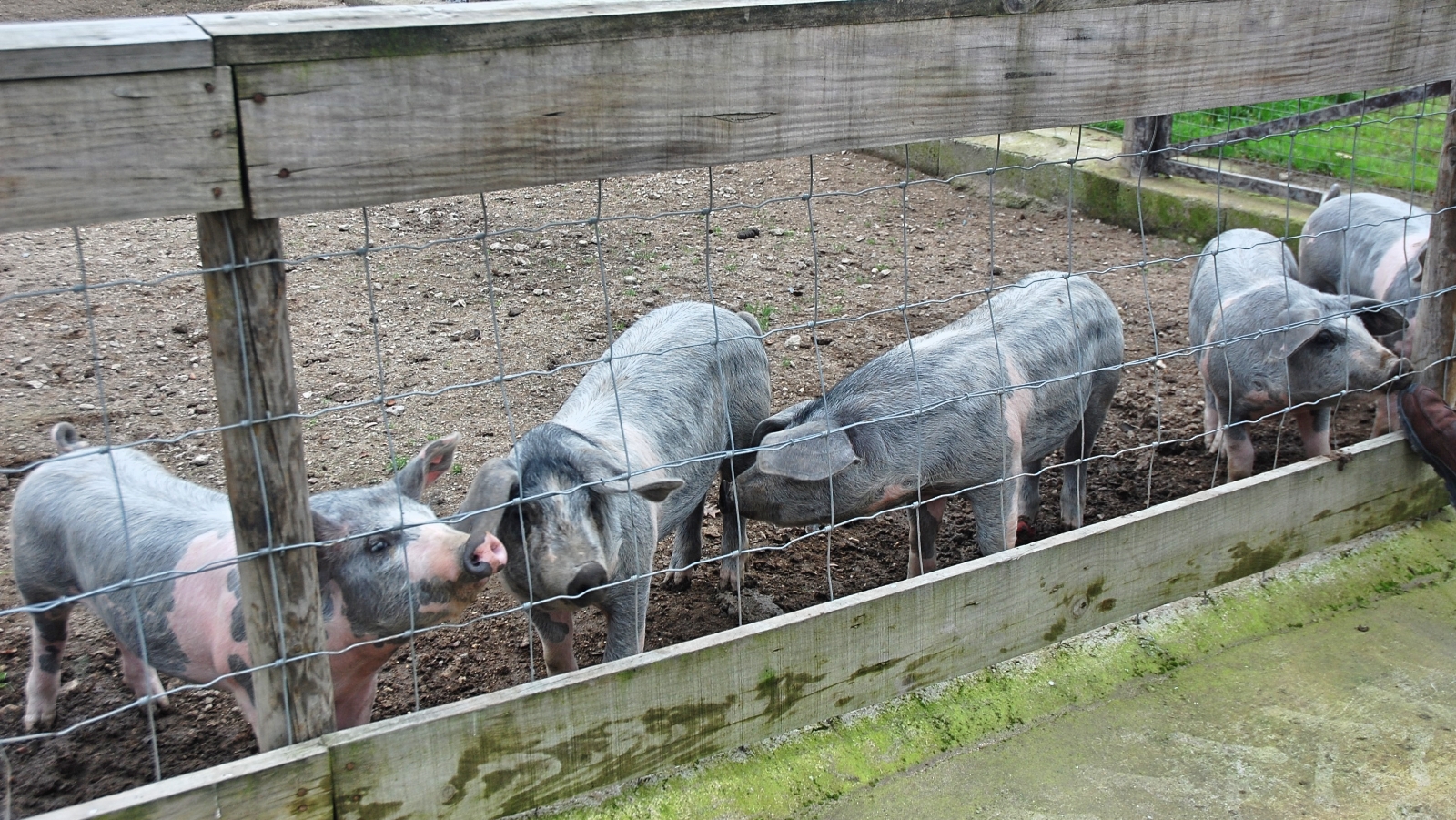 Escola do Marco ensaia cruzamento de raças de porcos para produzir presunto